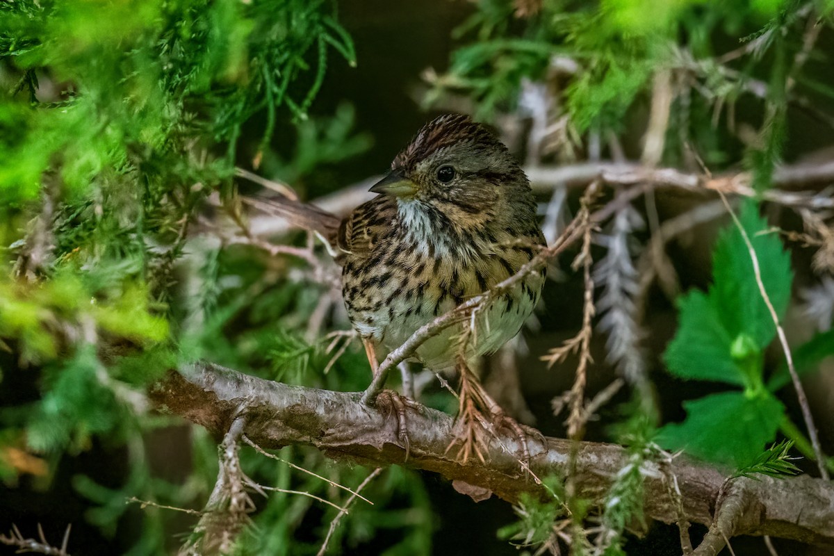 Lincoln's Sparrow - Chris Thomas