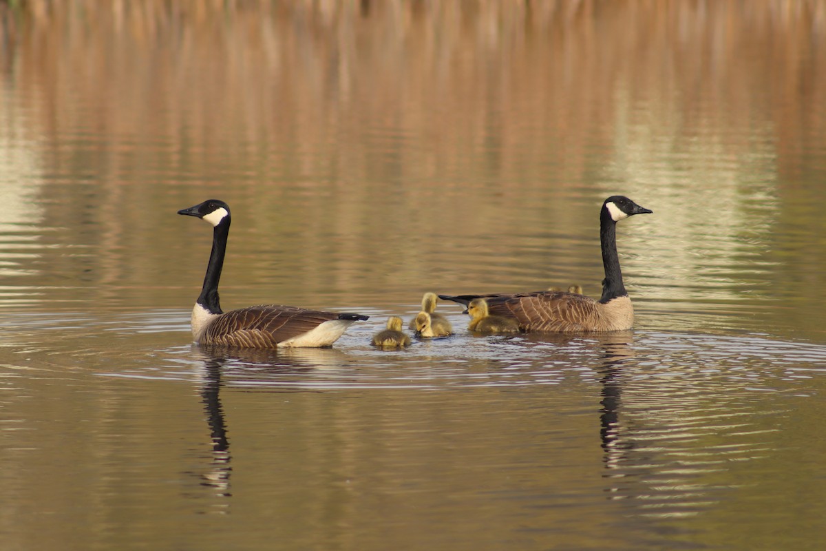 Canada Goose - ML618731689