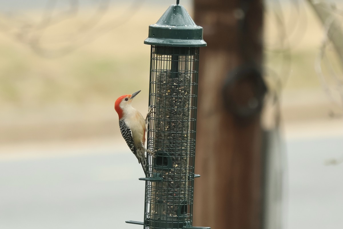 Red-bellied Woodpecker - Peyton Stone