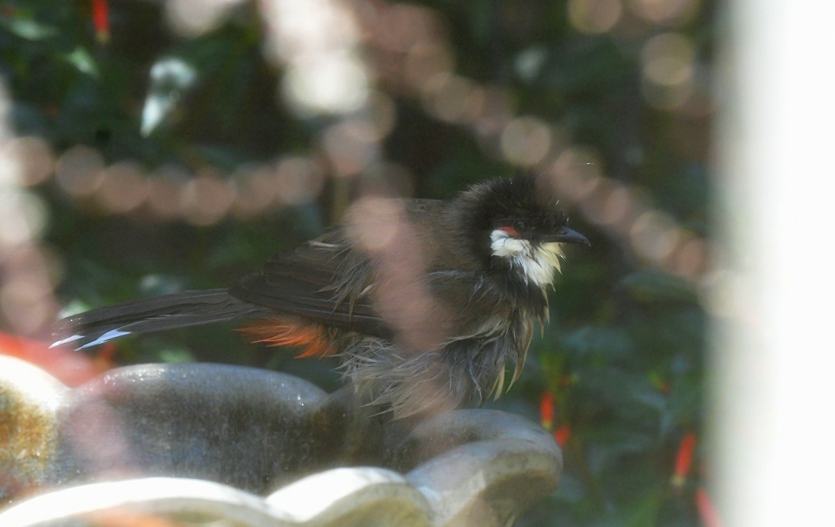 bulbul červenouchý - ML618731704