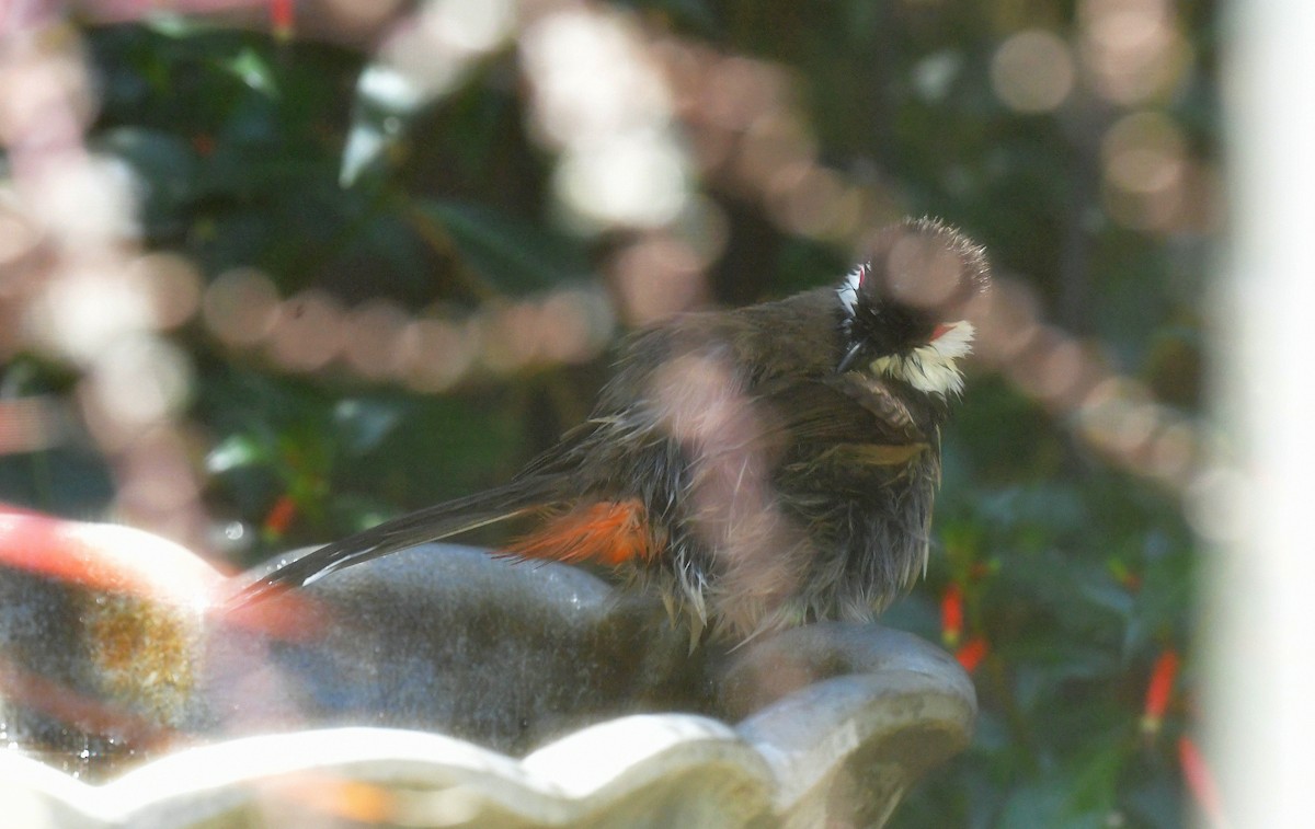 bulbul červenouchý - ML618731705