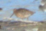 Short-billed Dowitcher - ML618731721