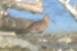 Short-billed Dowitcher - ML618731722