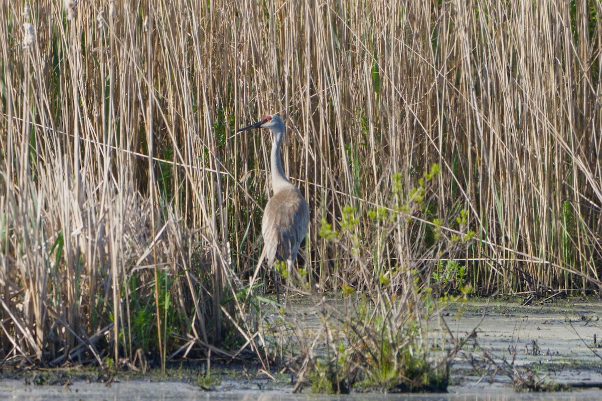 Sandhill Crane - Avery C