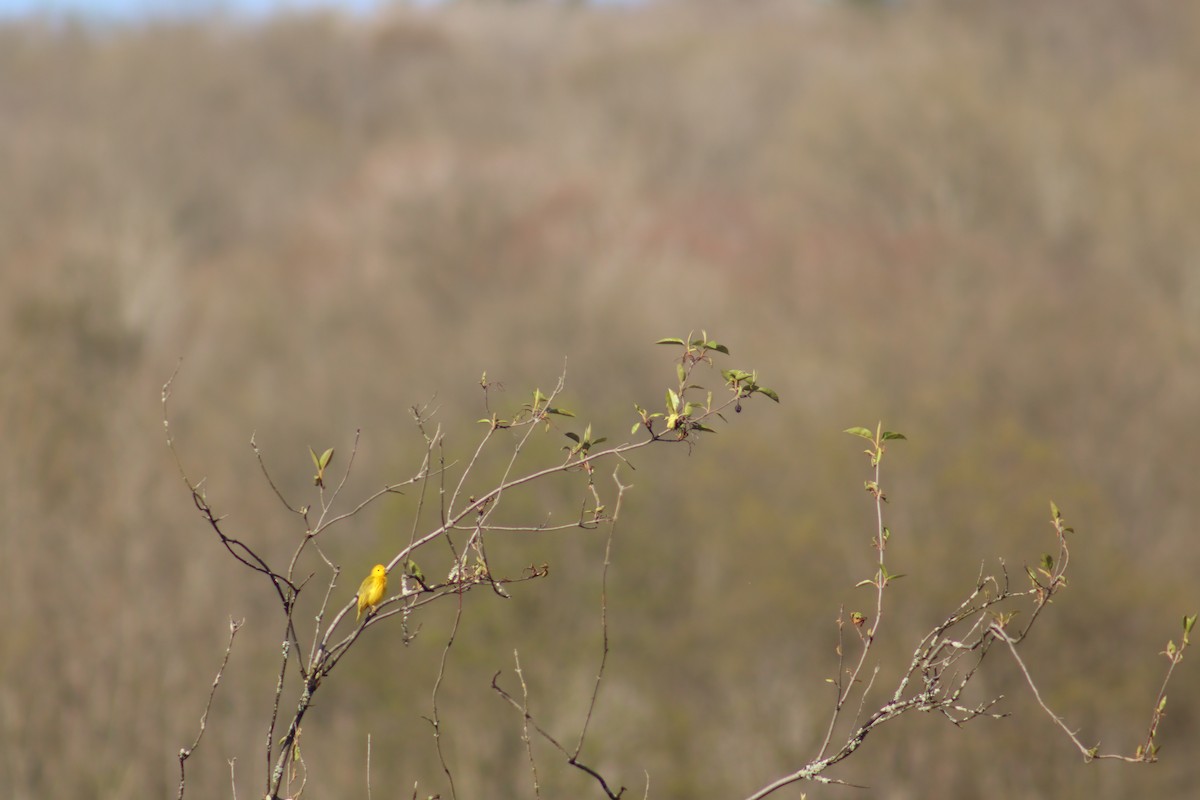 Yellow Warbler - ML618731736