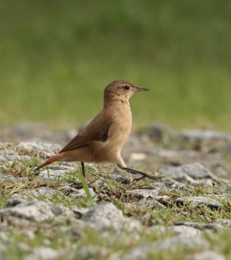 Rufous Hornero - Janaina Souza