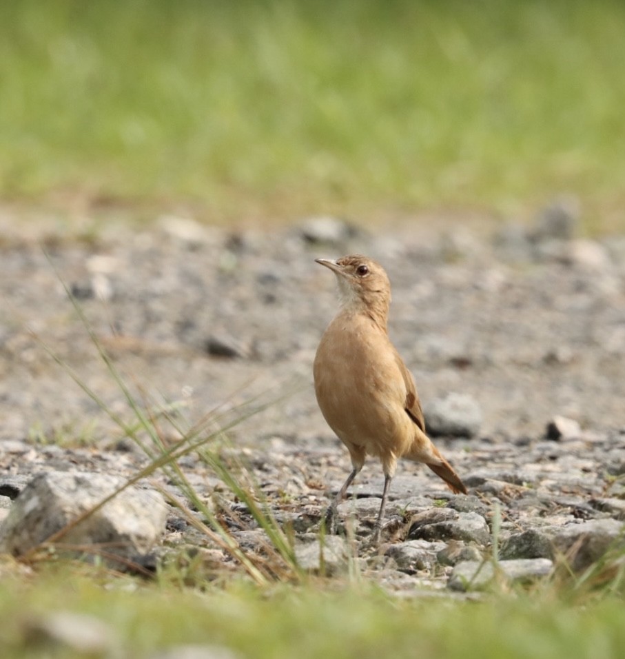 Rufous Hornero - Janaina Souza