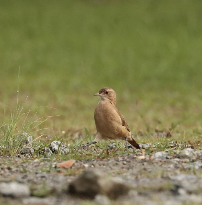 Rufous Hornero - Janaina Souza