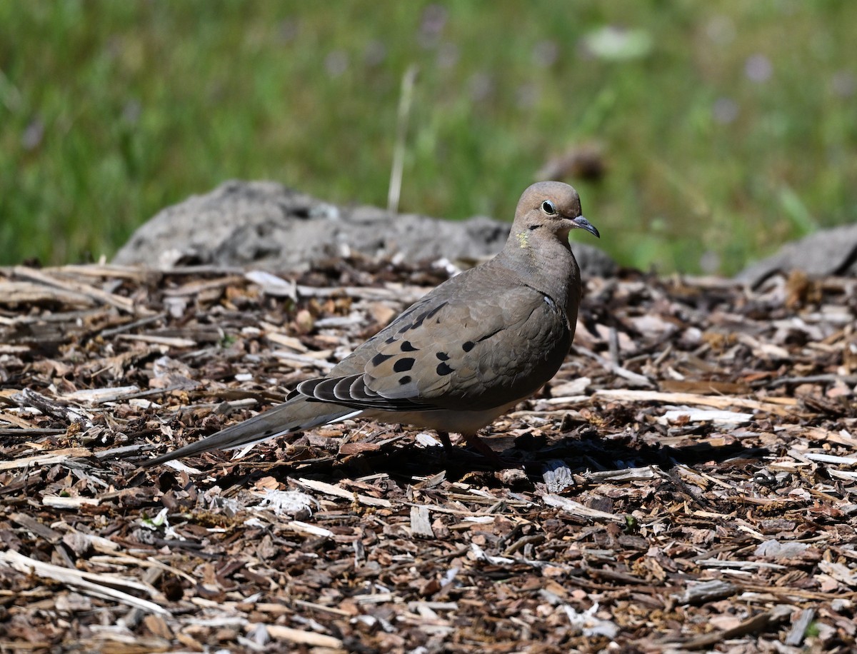 Mourning Dove - Larry Jordan