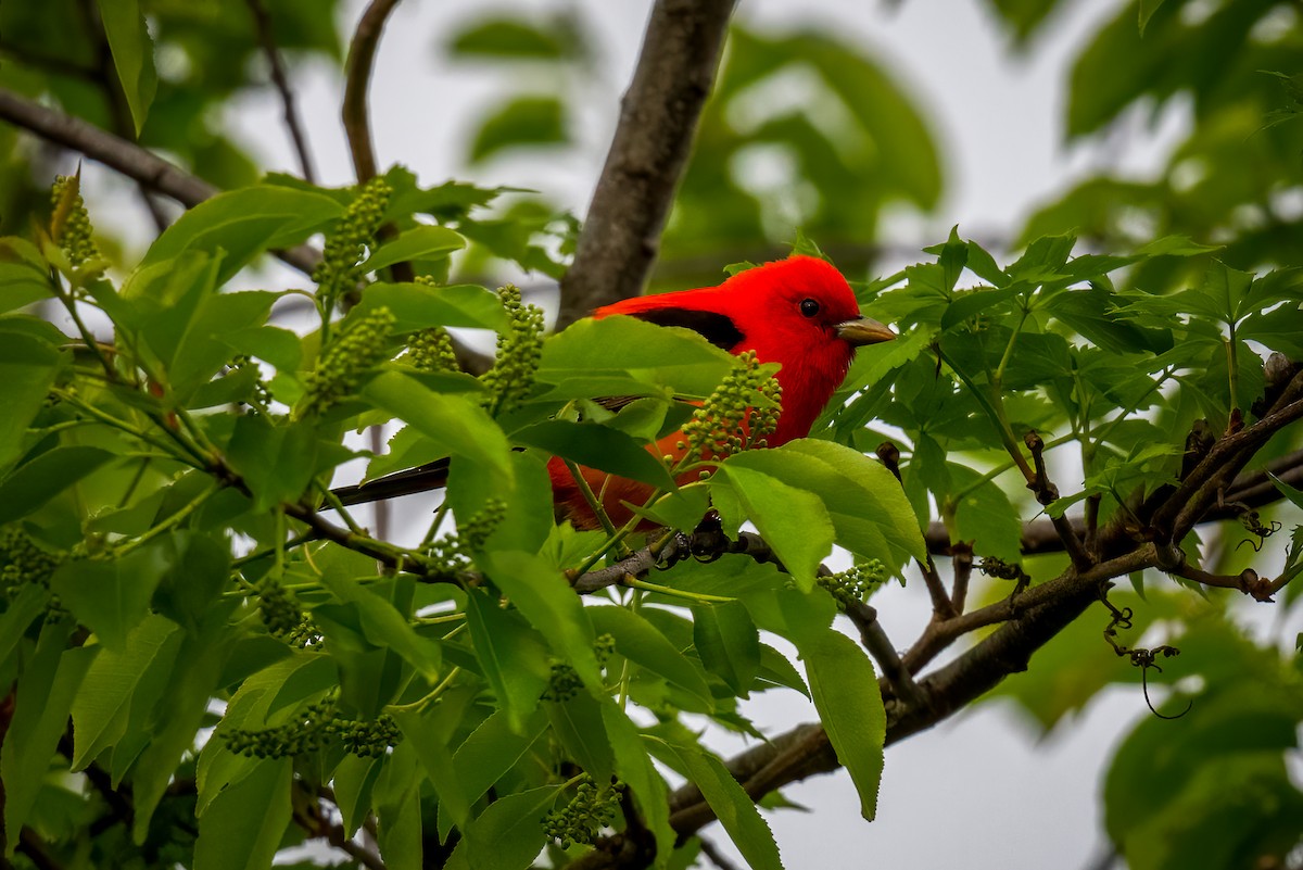 Scarlet Tanager - Chris Thomas