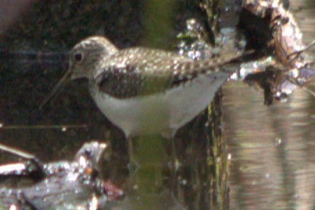 Solitary Sandpiper - ML618731809