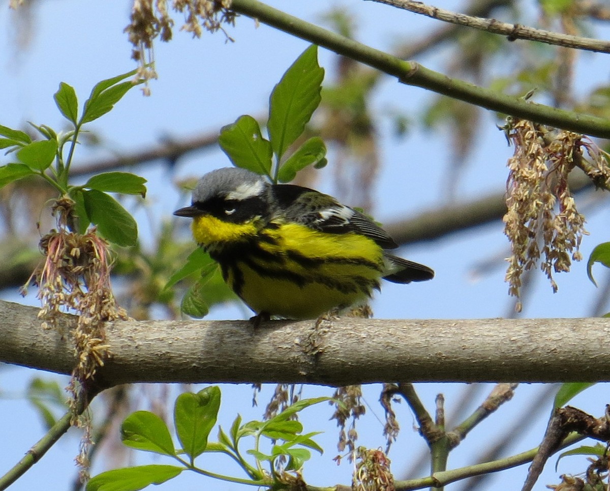 Magnolia Warbler - ML618731814