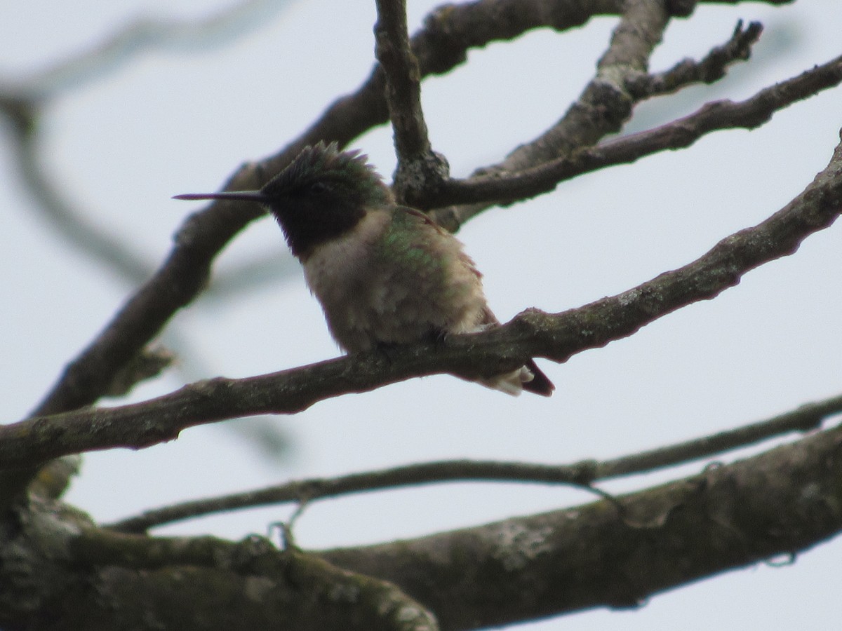 Ruby-throated Hummingbird - ML618731832