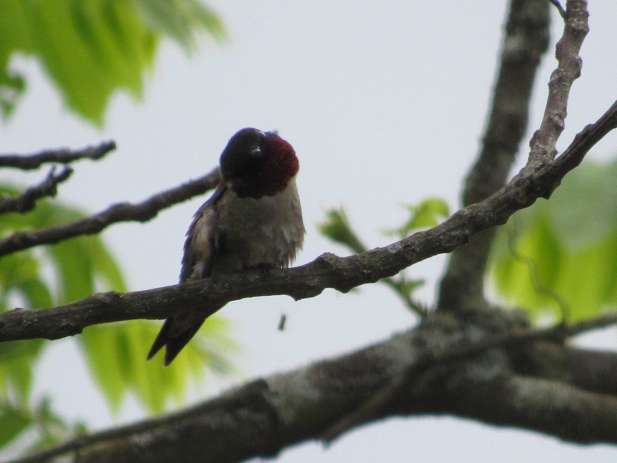 Ruby-throated Hummingbird - John Coyle