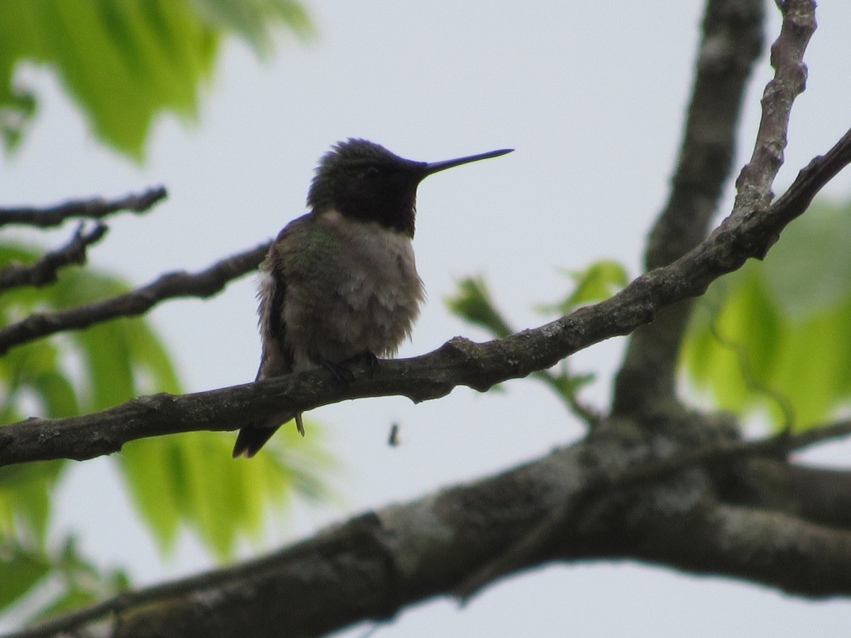 Ruby-throated Hummingbird - ML618731835