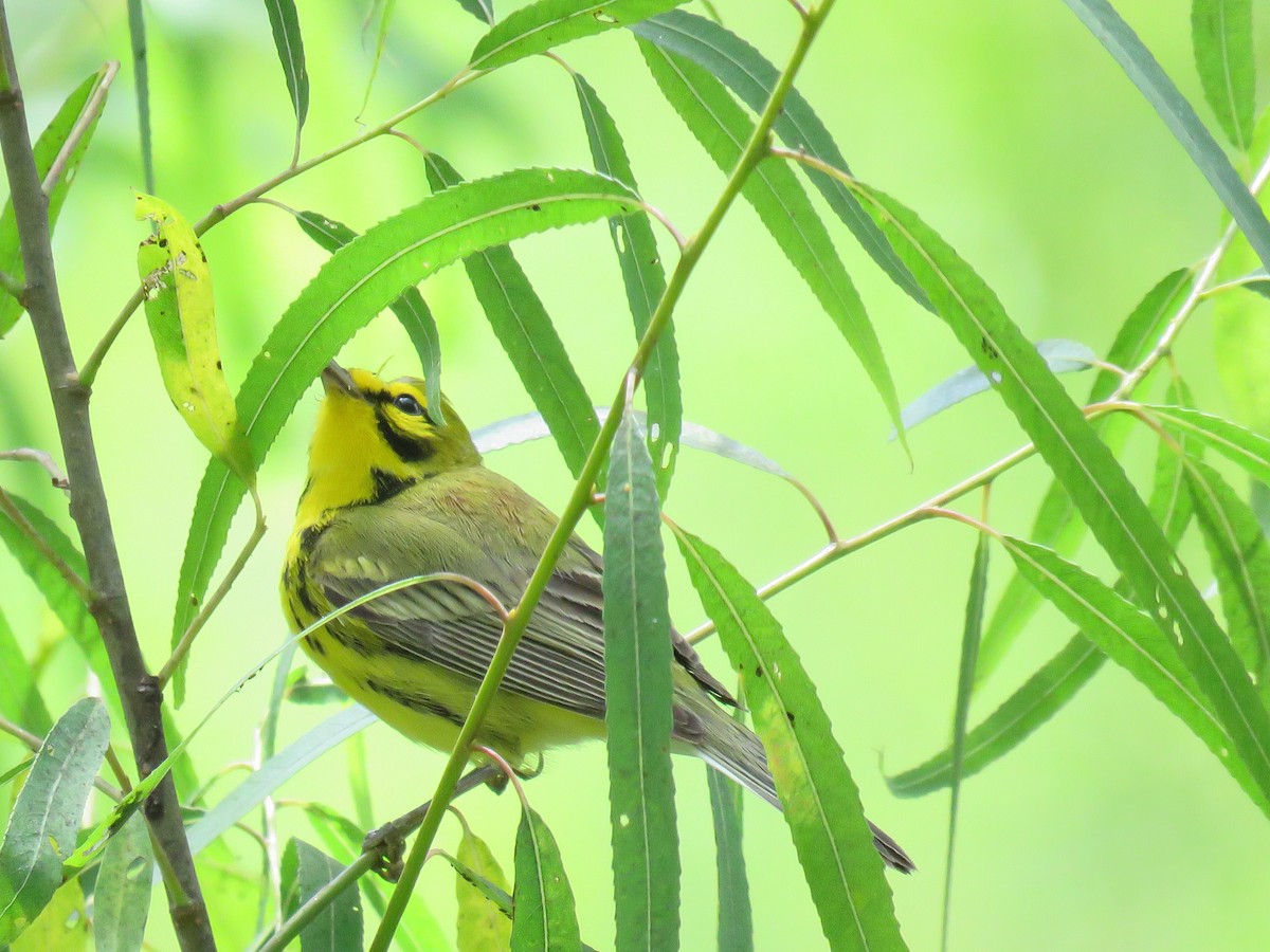 Prairie Warbler - ML618731840