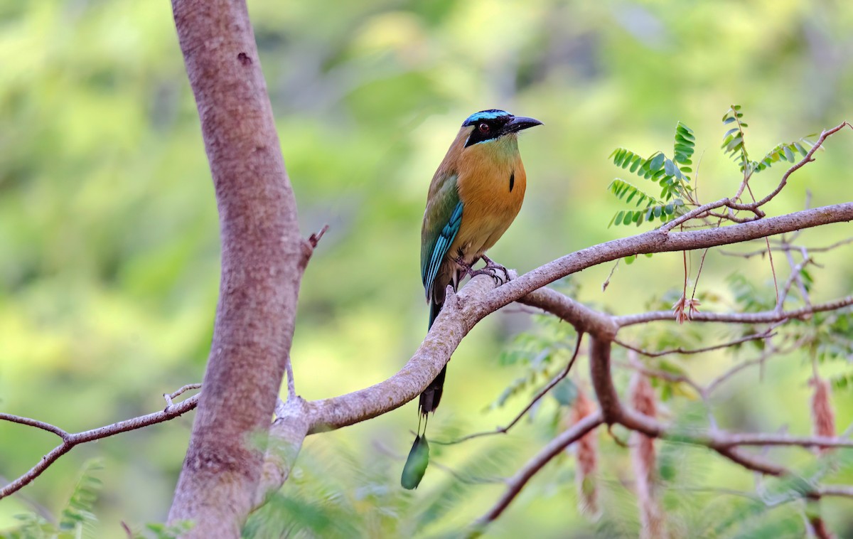 Lesson's Motmot - Rolando Tomas Pasos Pérez