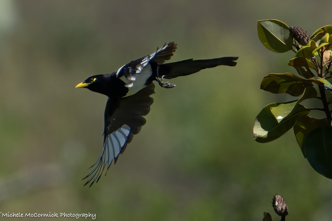 Yellow-billed Magpie - ML618731872