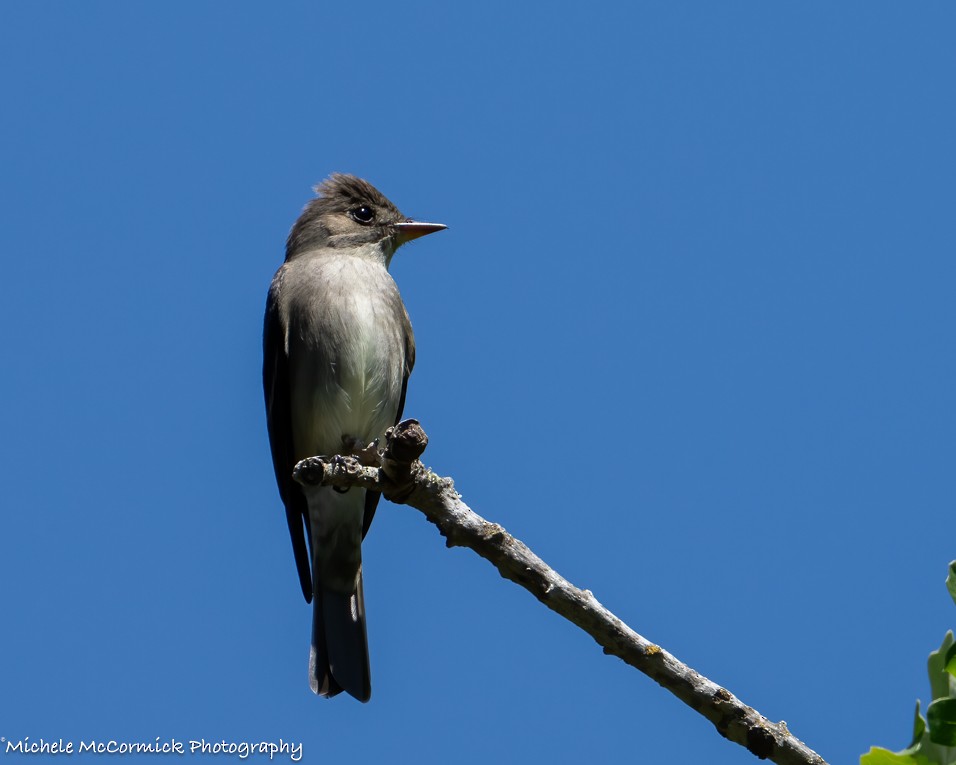 Olive-sided Flycatcher - ML618731914