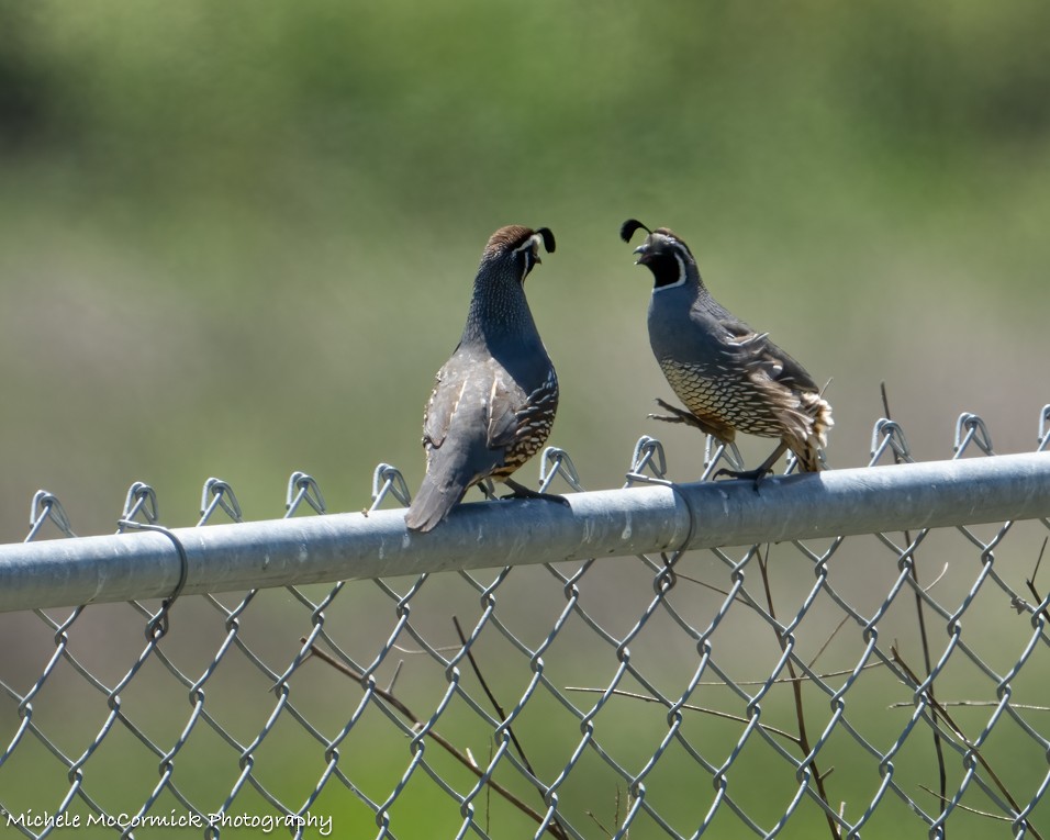 California Quail - Michele McCormick