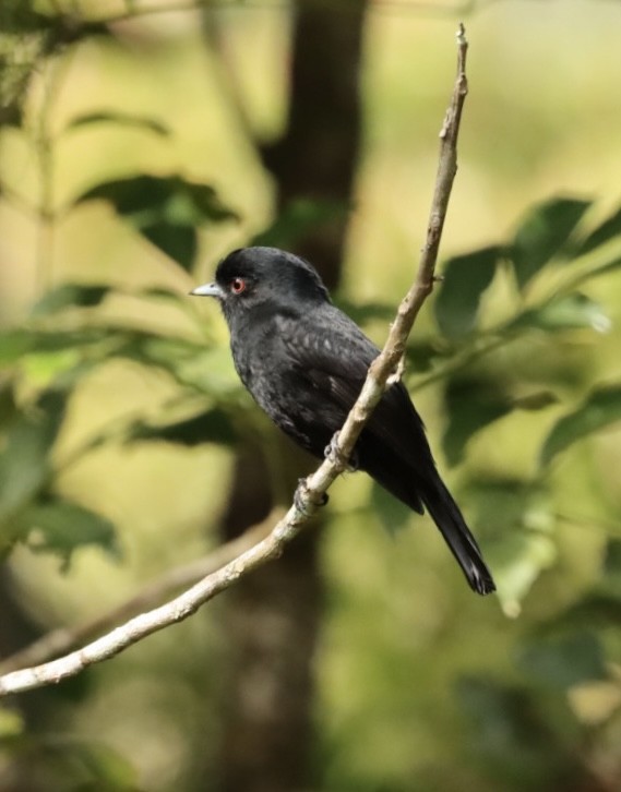 Blue-billed Black-Tyrant - ML618731935