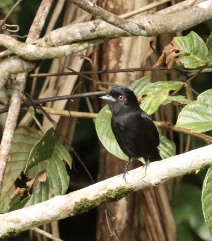 Blue-billed Black-Tyrant - ML618731937