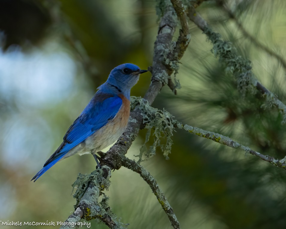 Western Bluebird - ML618731989