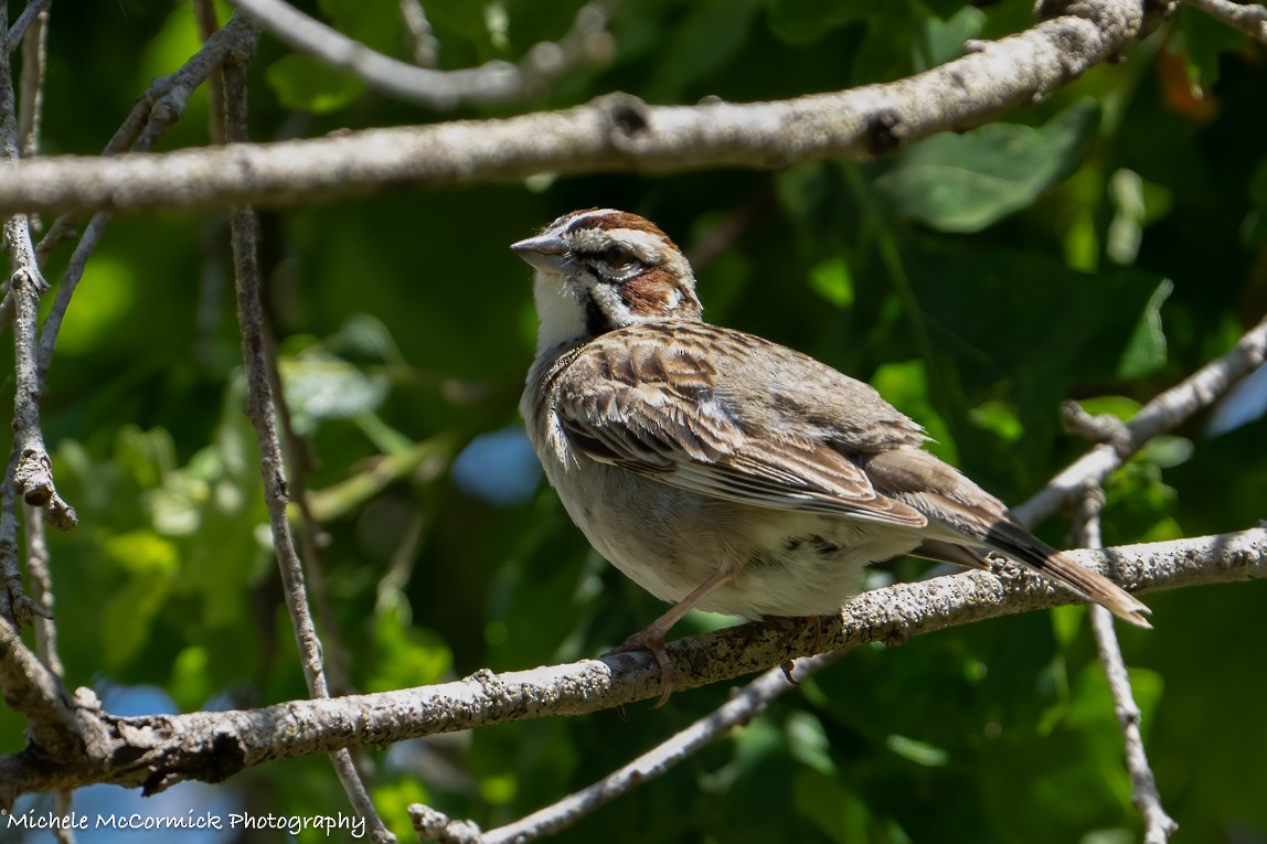 Lark Sparrow - ML618732002