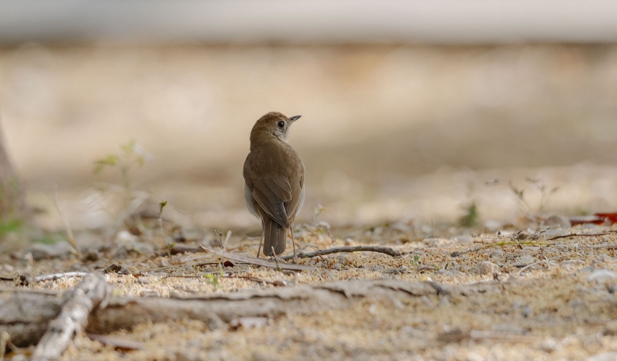 Veery - ML618732021