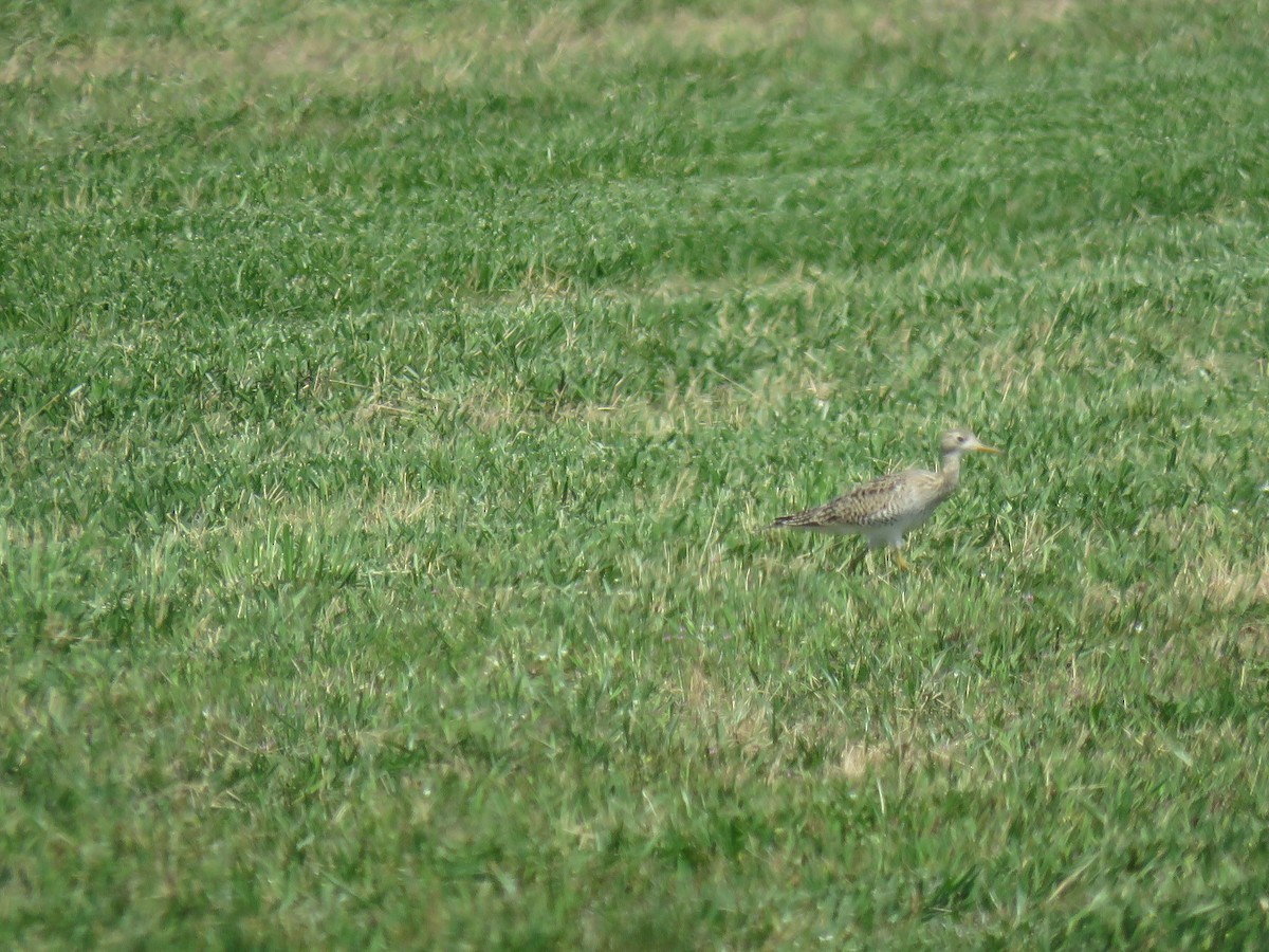 Upland Sandpiper - ML618732027