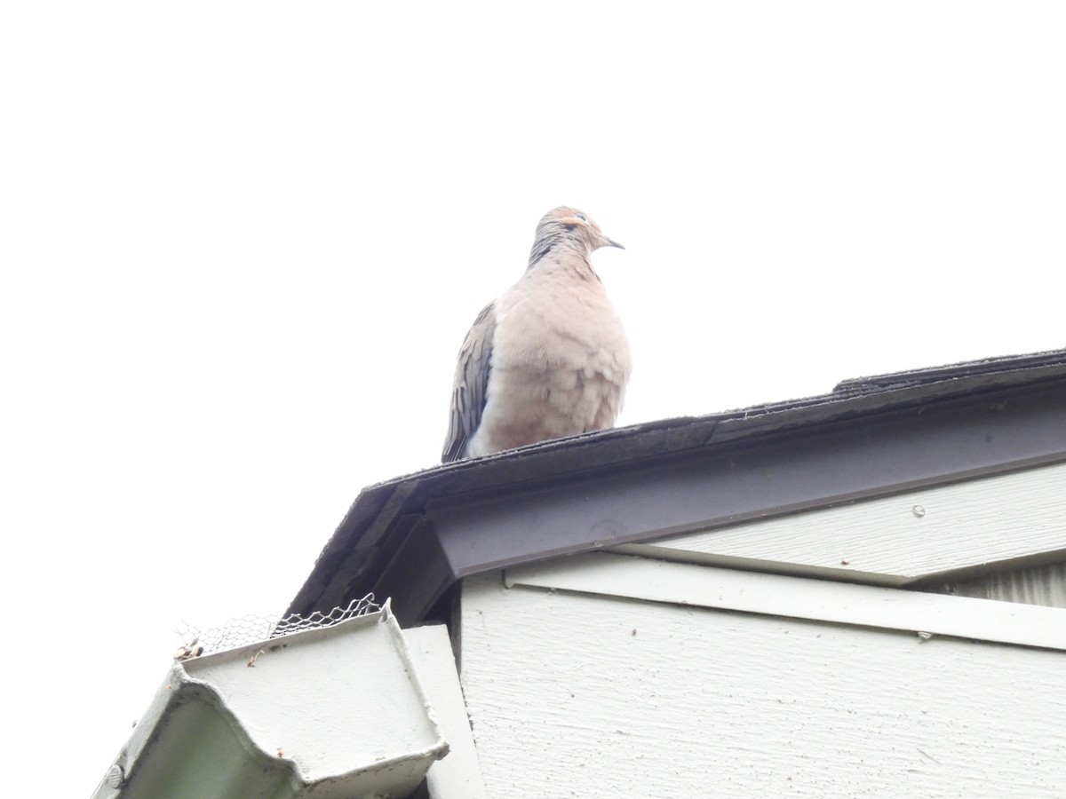 Mourning Dove - ML618732072