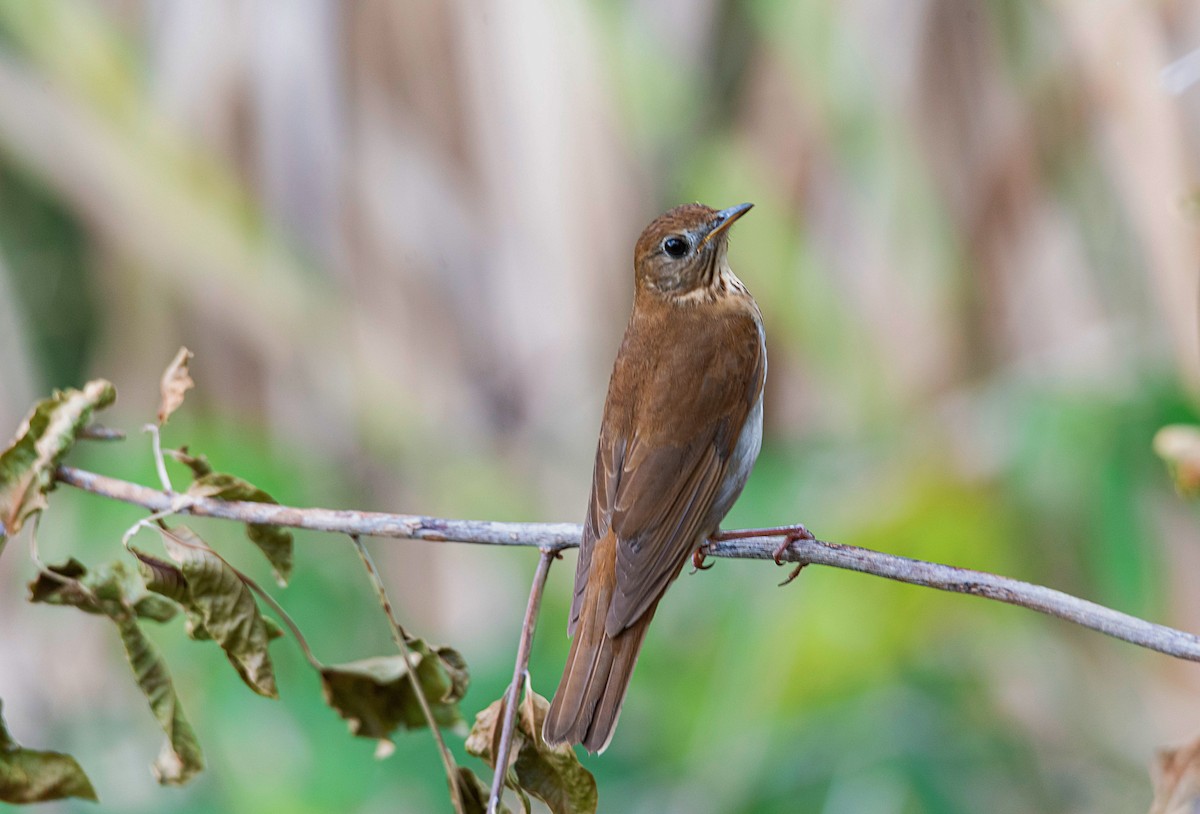 Veery - Rolando Tomas Pasos Pérez