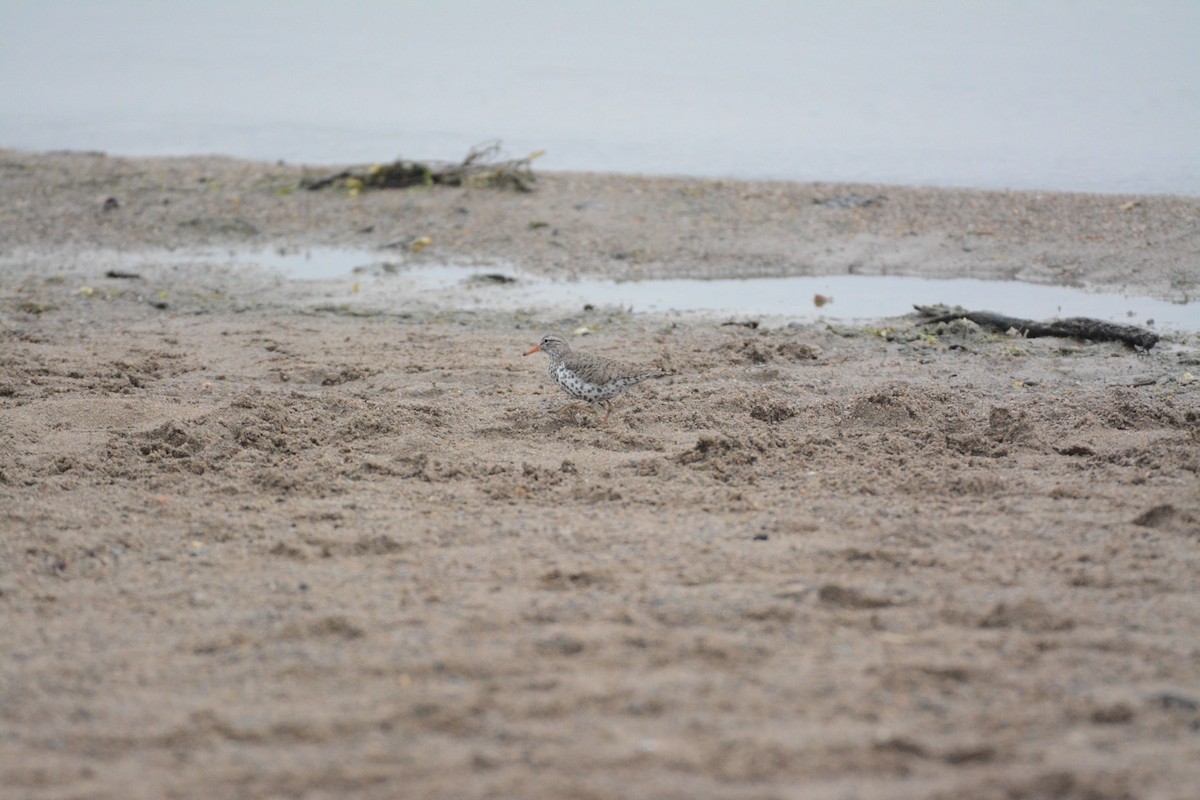 Spotted Sandpiper - Wes Hoyer