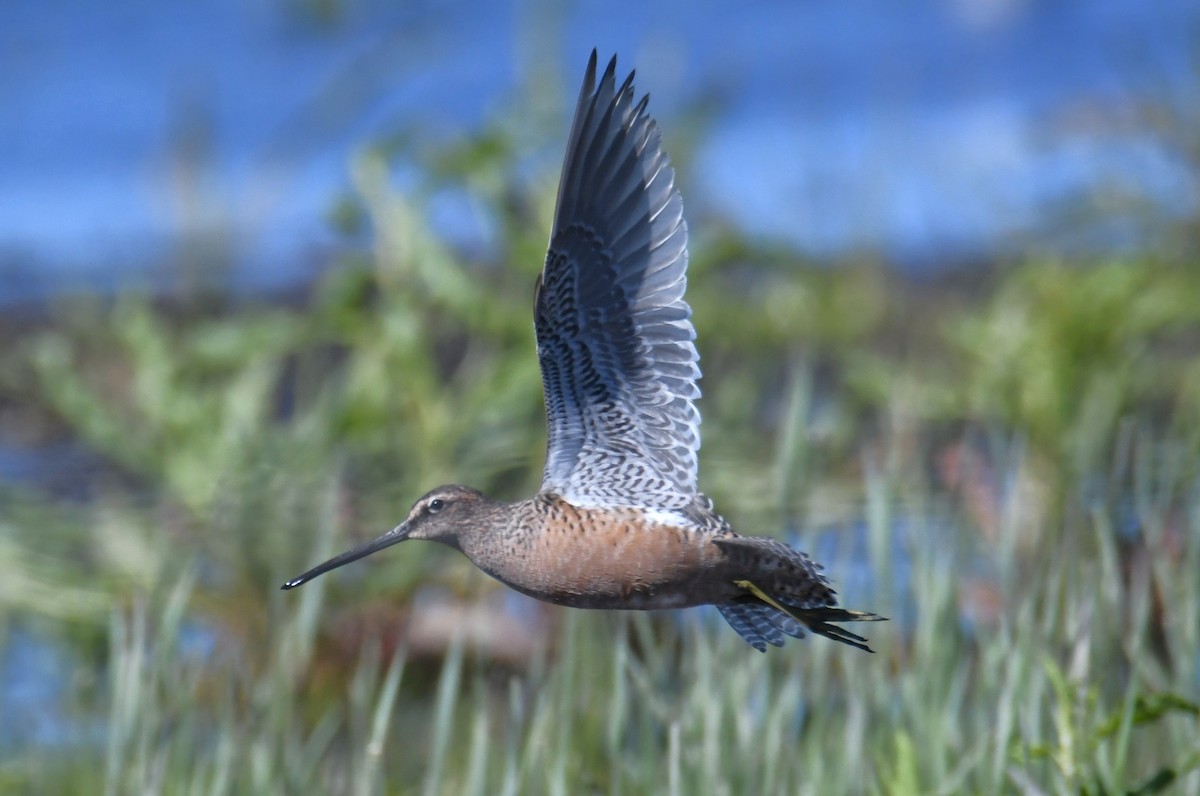 Long-billed Dowitcher - Colin Dillingham