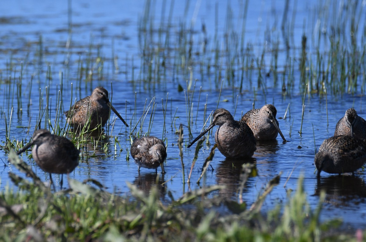 Long-billed Dowitcher - Colin Dillingham