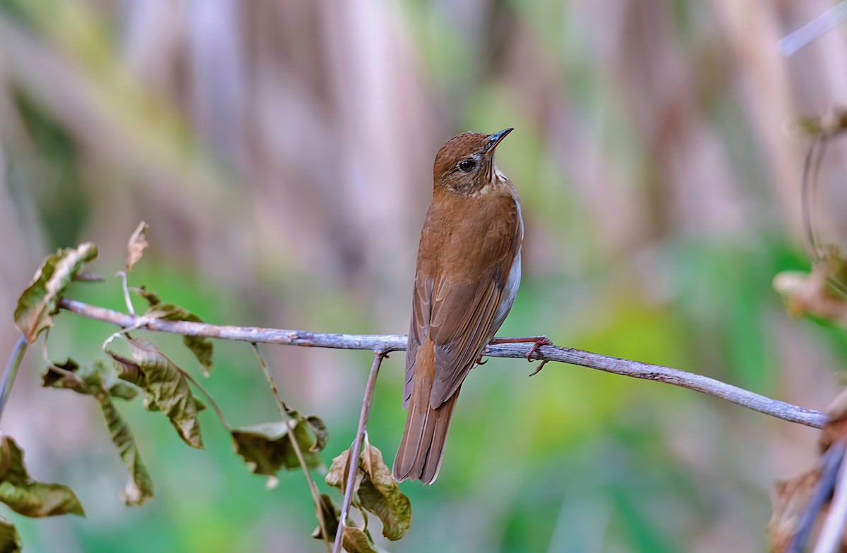 Veery - Rolando Tomas Pasos Pérez