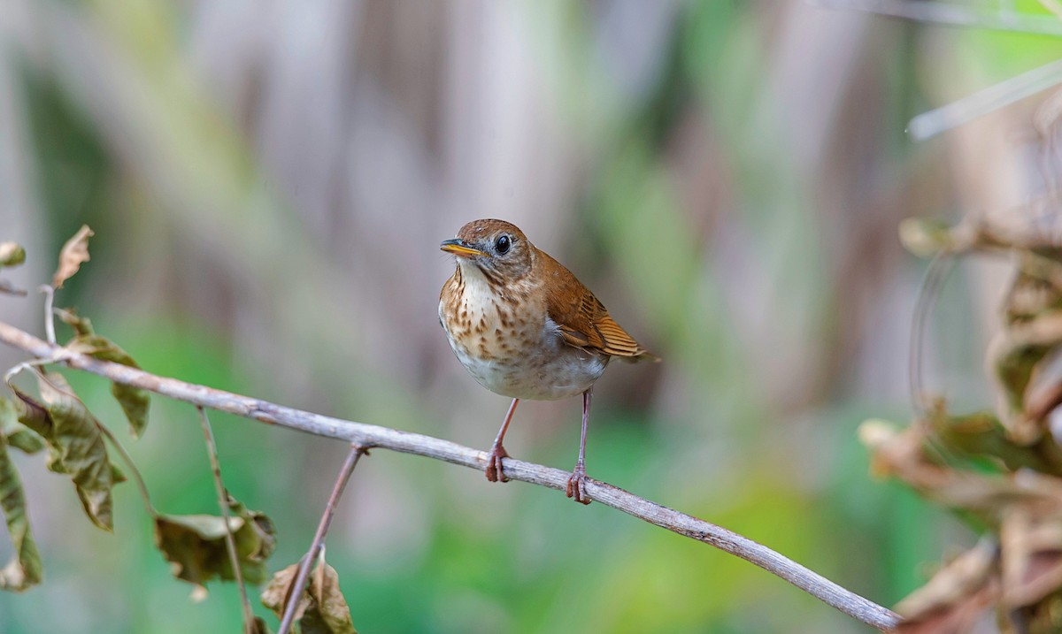 Veery - Rolando Tomas Pasos Pérez