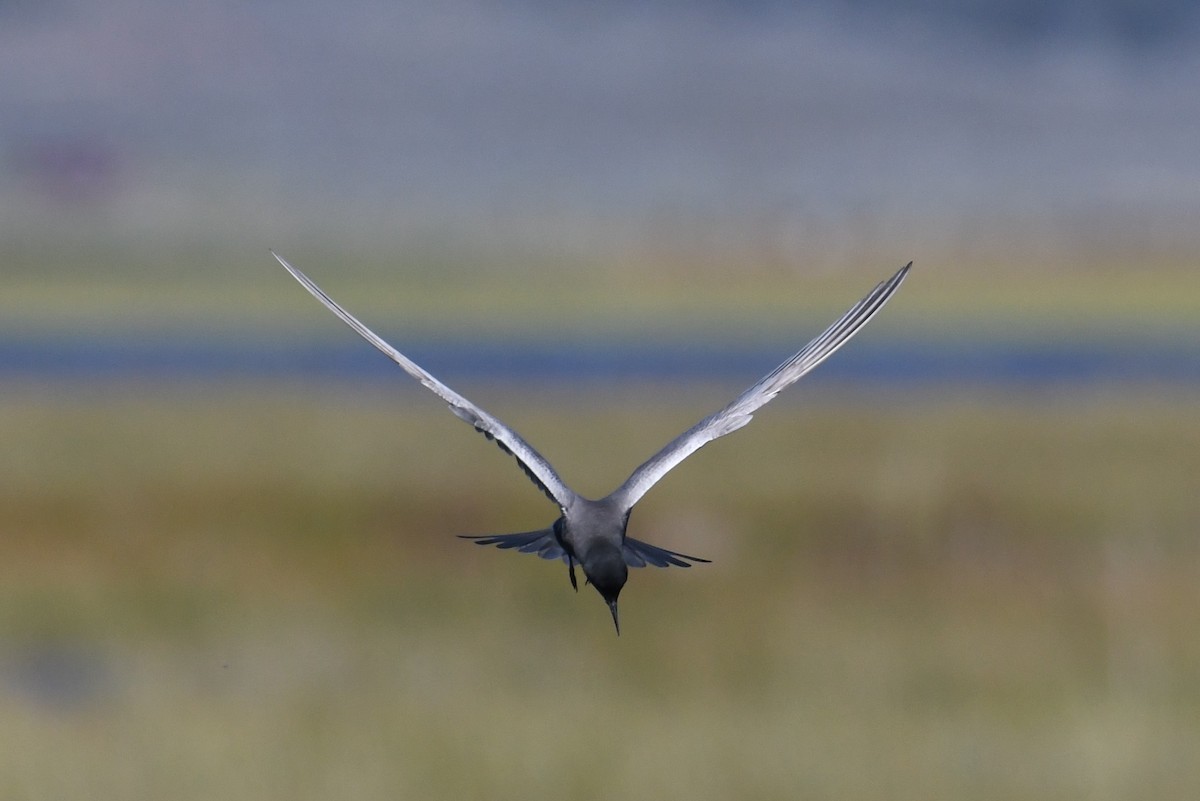 Black Tern - Colin Dillingham
