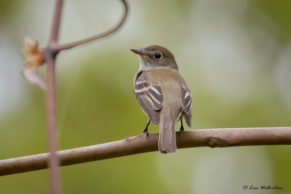 Mosquero Mínimo - ML618732167