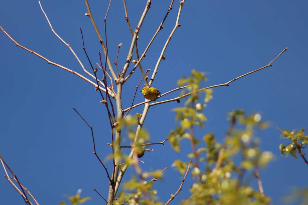 Yellow Warbler - ML618732181