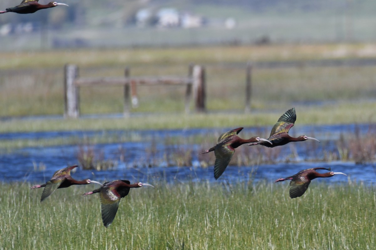 White-faced Ibis - Colin Dillingham