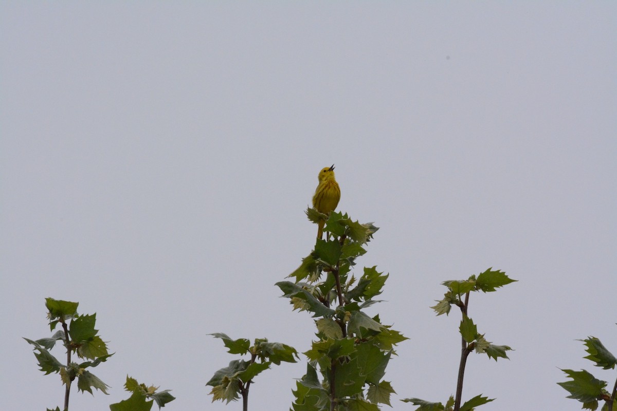 Paruline jaune - ML618732211