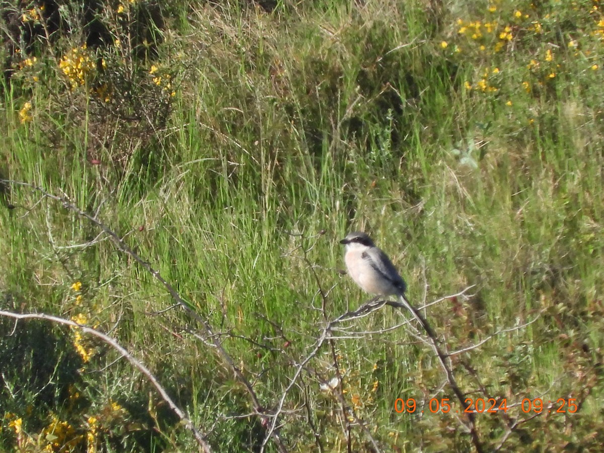 Iberian Gray Shrike - José Ignacio Sáenz Gaitan