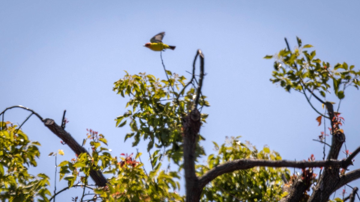 Western Tanager - Jim Gain