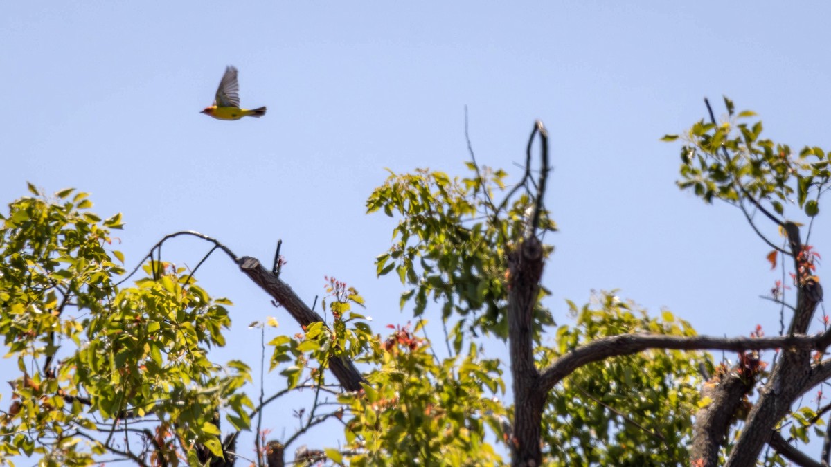 Western Tanager - Jim Gain