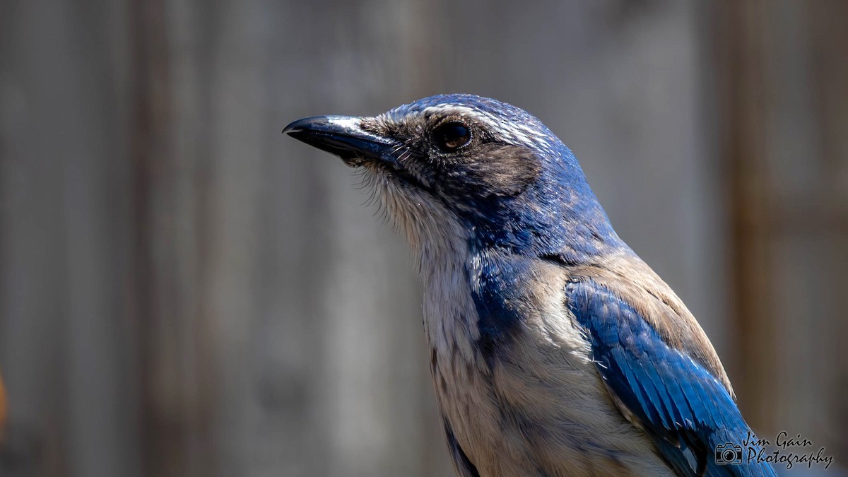 California Scrub-Jay - Jim Gain