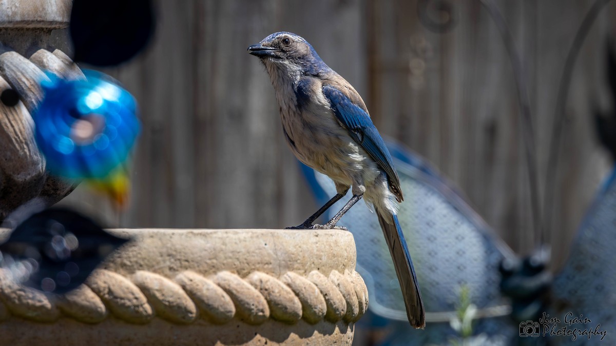 California Scrub-Jay - Jim Gain