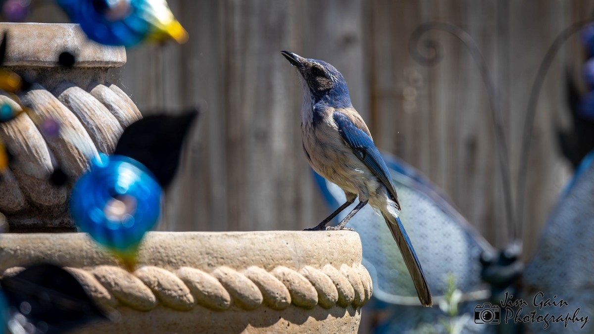 California Scrub-Jay - Jim Gain