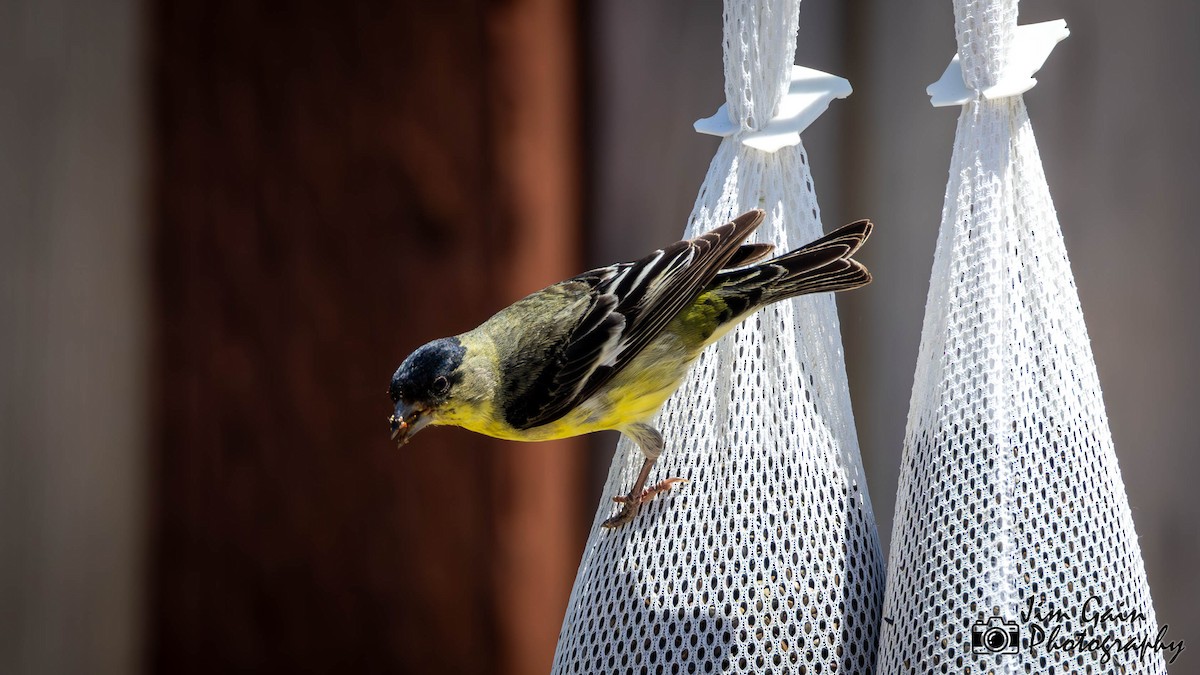 Lesser Goldfinch - Jim Gain