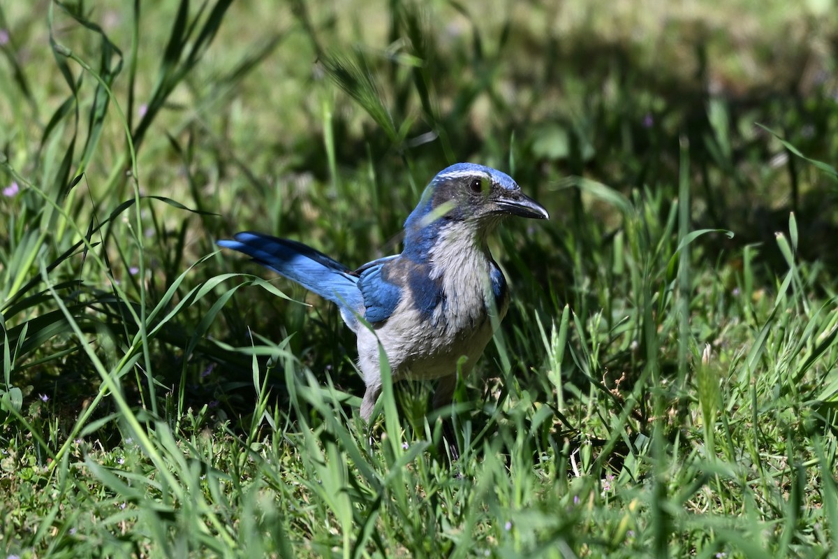 California Scrub-Jay - Larry Jordan